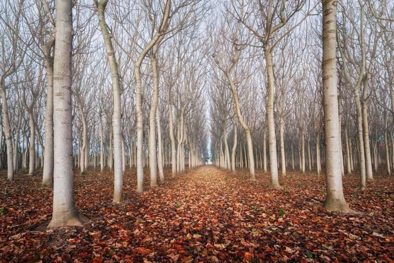 Paulownia Tree Plantation