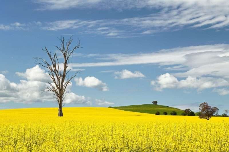 Cowra Canola