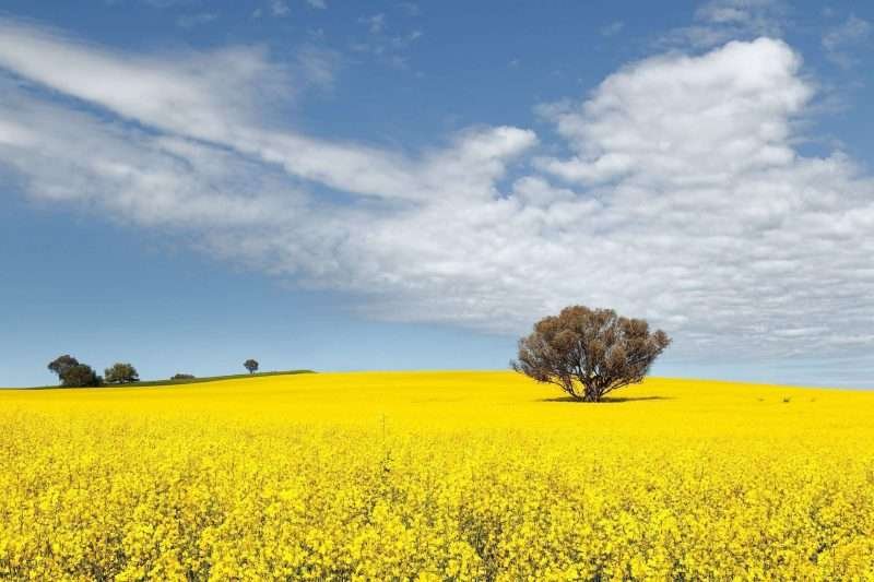 Cowra Canola