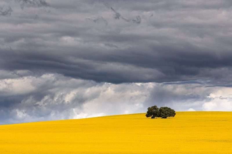 Cowra Canola