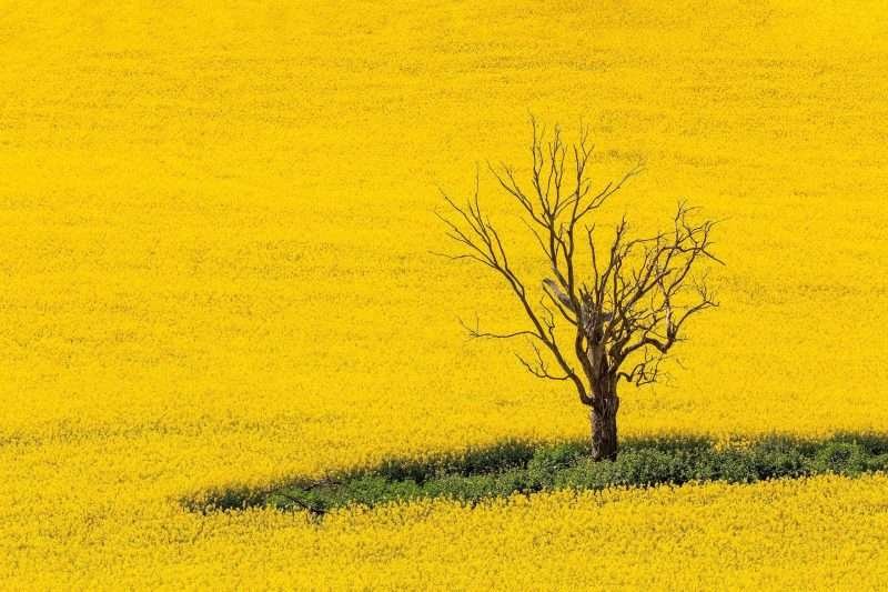 Cowra Canola