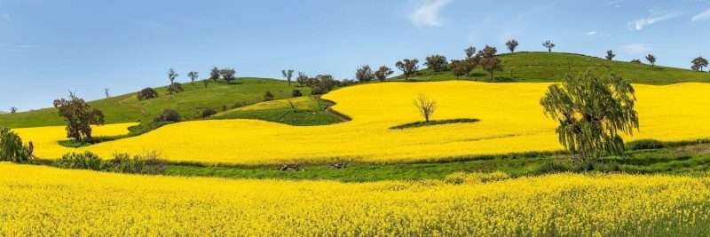 Cowra Canola
