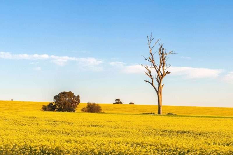 Cowra Canola