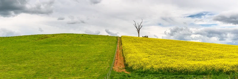 Cowra Canola